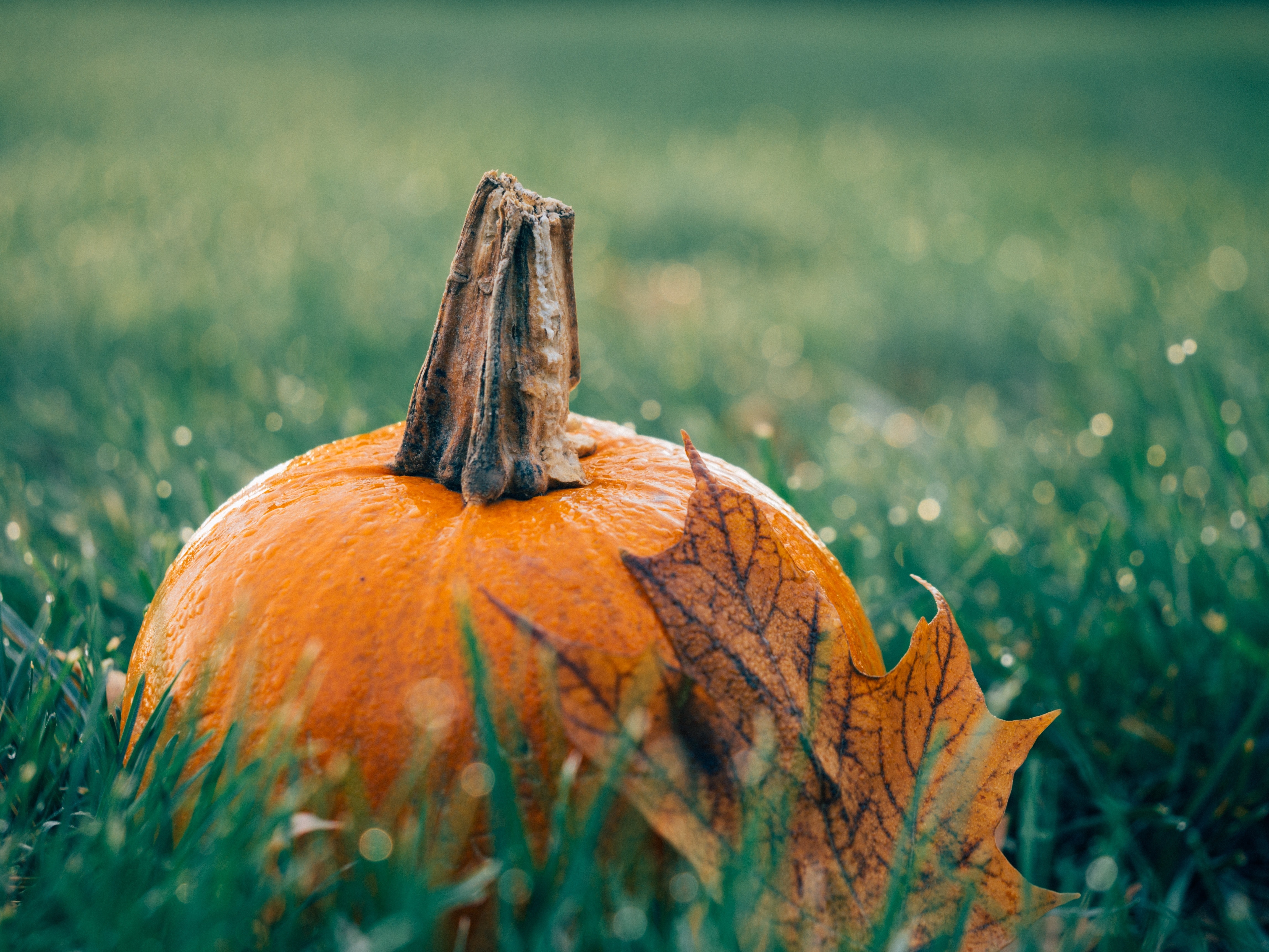 October Pumpkin and Autmn Leaf